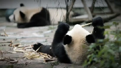 保護大自然之熊貓篇