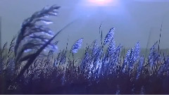 摯愛