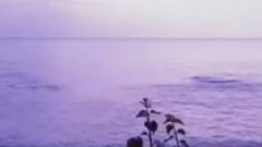 好人一生平安 中胡獨奏