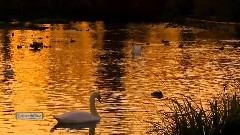 Pakarina - Armonia Song