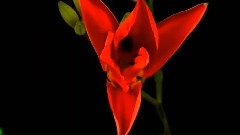 情花