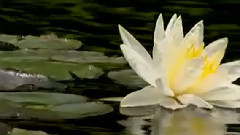 Le Lotus Sacre