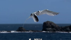 像愛一樣