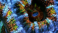 海底花園 絢麗的珊瑚蟲