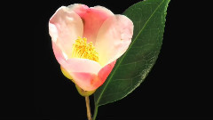 盛開的鮮花 唯美延時攝影