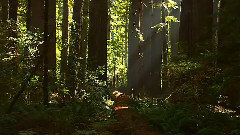 大自然風光之云霧森林