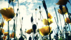 愛了你我傷了自己