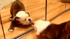 可愛萌蠢斗牛犬