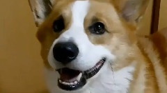 萌狗視頻大搜羅