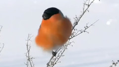 雪之華