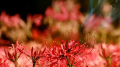 蘭陵王妃之輪回之境