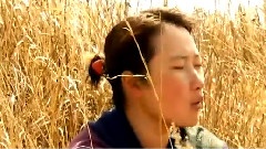 蝶兒蝶兒滿天飛