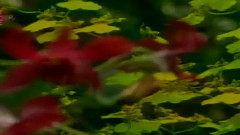 民樂群星 - 風擺翠竹