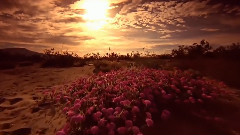 約書亞樹和死亡谷國家公園