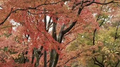 滿山紅葉似彩霞