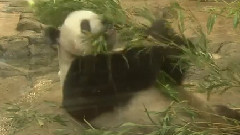 感動!レジェンド動物園 中島健人 Cut