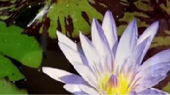 輕音樂 - Rosa Mystica (Beautiful)