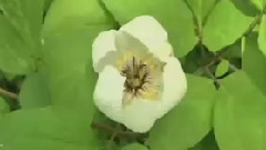 胡茄十八拍(古箏)