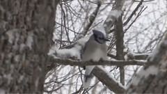 L'oiseau 鳥兒
