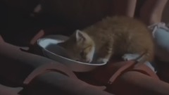 安娜把面嚼軟 喂給小貓吃