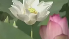 蓮花