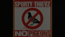 No Pigeons (Video)