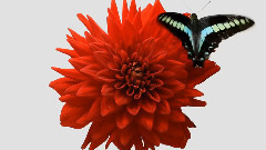 River Flows In You(花開傾城)