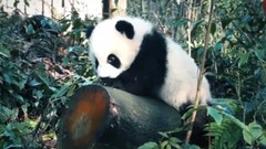 身邊人 — 熊貓