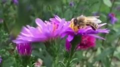 花落相思夢