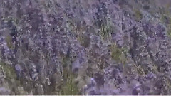 寂靜山林寂靜之音