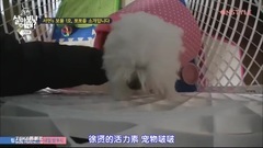 徐玄介紹愛犬BoBo