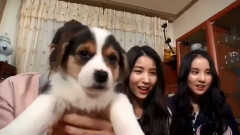 愛豆魔性笑聲合集