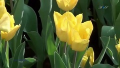 The Beauty Of Spring