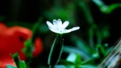 春暖花開