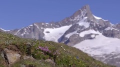 可愛的瑞士(Lovely Swiss)