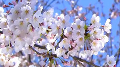 春光明媚 尋花問柳