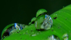 Fade 晶瑩的水珠