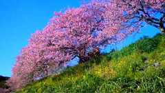 Fade 櫻花美景