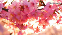 花之物語 To You