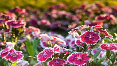 正聲廣播公司歌唱比賽 第二名 少龍 主唱《我心都給你》(新編)