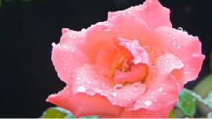 正聲廣播公司歌唱比賽 第二名 少龍 主唱《拜訪春天》