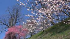 日本長野縣安曇野花開花落美景