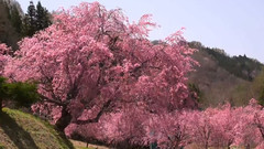 日本信州北阿爾卑斯山殘雪小川村之櫻花