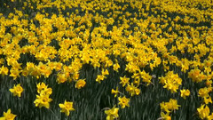 日本信州國際音樂村水仙祭