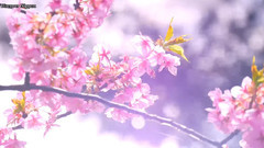 日本伊豆河津町櫻花祭