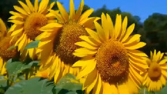 Sunflower 隨著陽光起舞