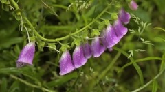 百花叢生  聆聽大自然之聲