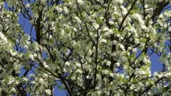 奧地利首都維也納的春天