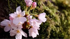 美國華盛頓大學櫻花