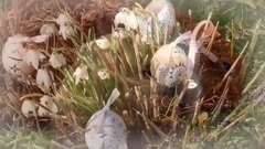Spring Love